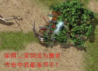 如何让宠物成为盖世传奇中的最强帮手? 如何让宠物成为盖世传奇中的最强帮手?