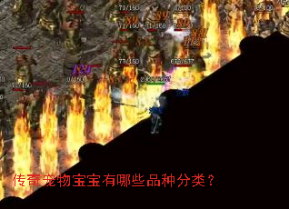 ������ﱦ������ЩƷ�ַ��ࣿ